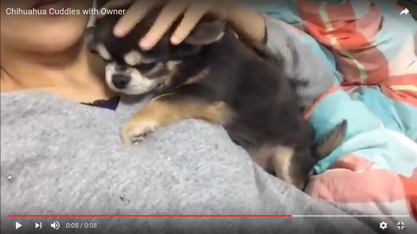 チワワ 胸キュン動画