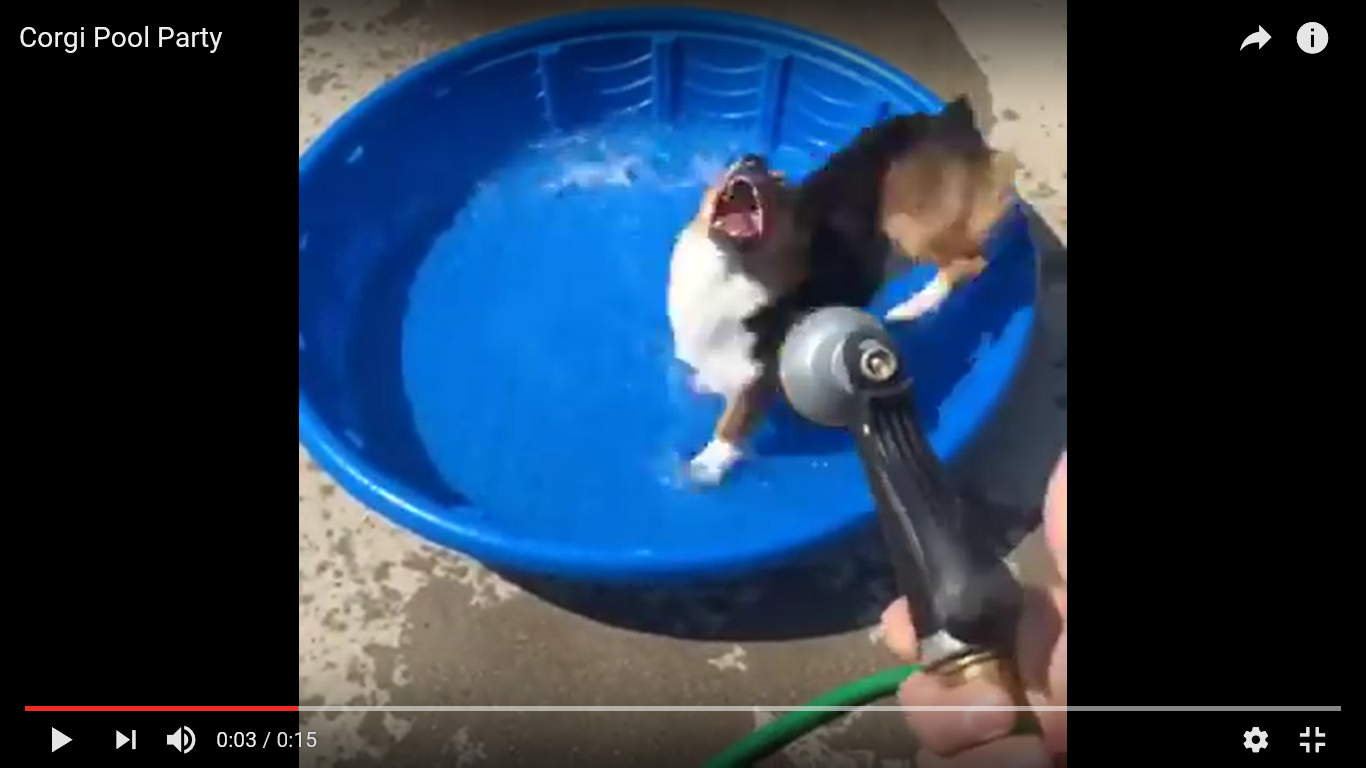 犬 面白動画