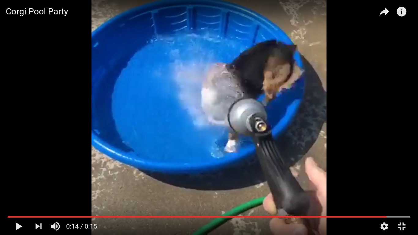犬 面白動画