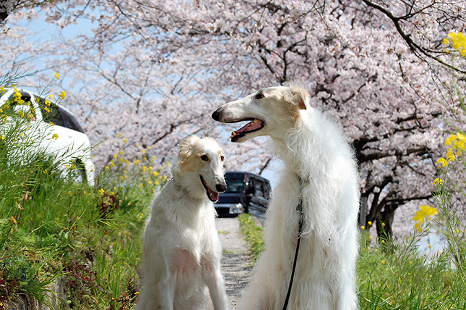 桜とボルゾイ