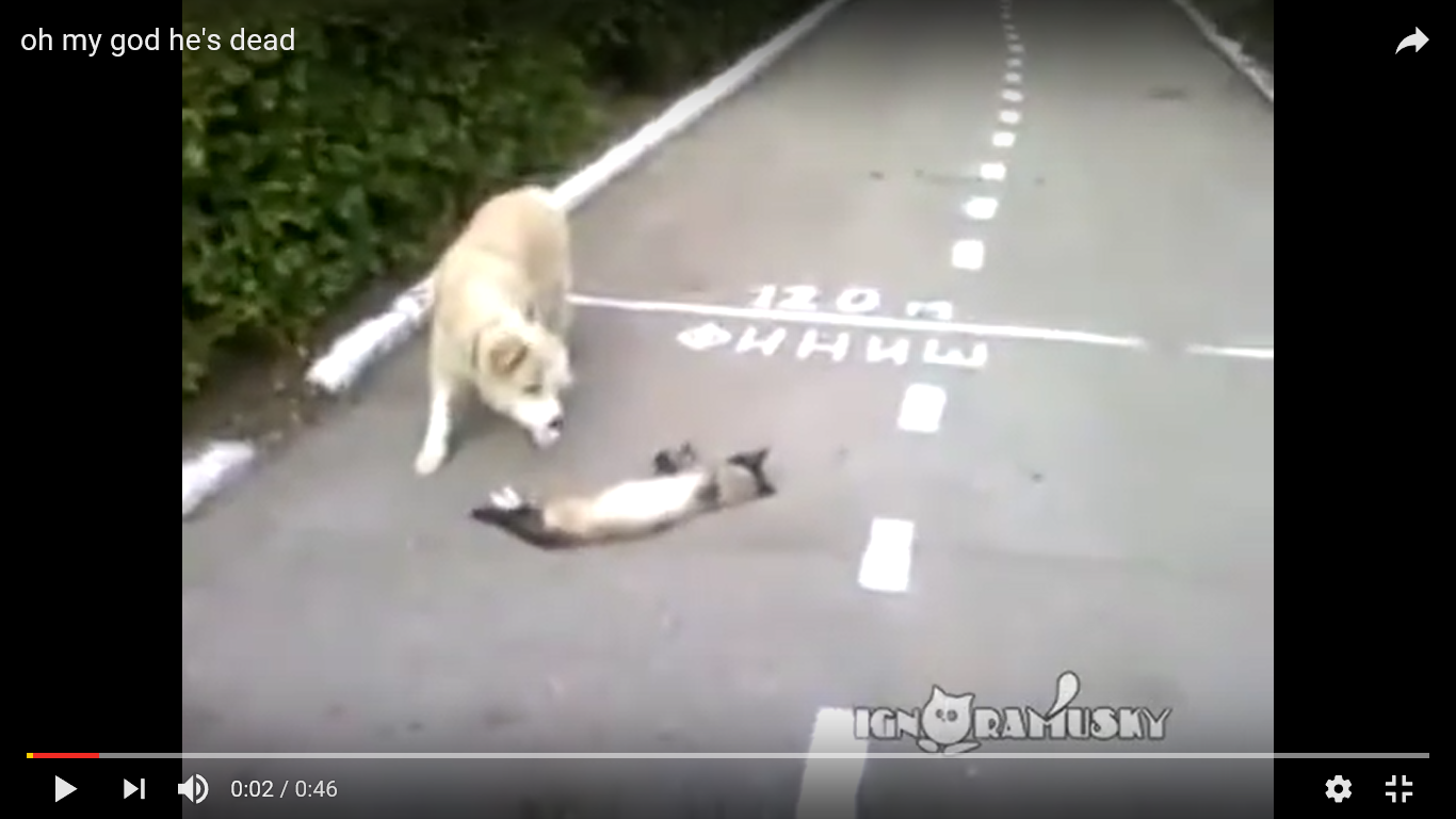 犬 驚き動画