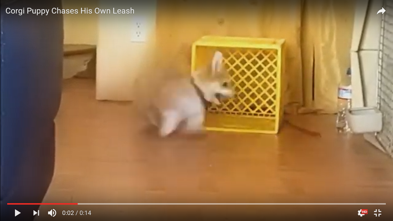 犬 癒し動画