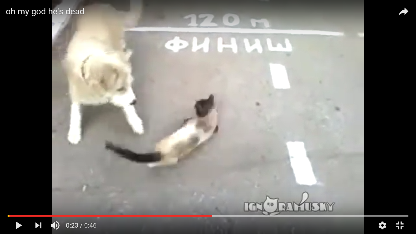 犬 驚き動画