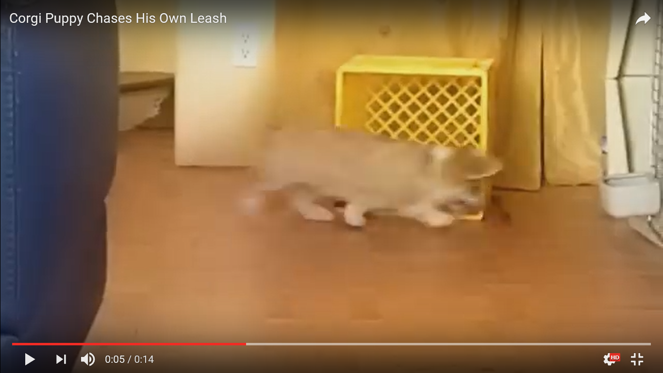 犬 癒し動画