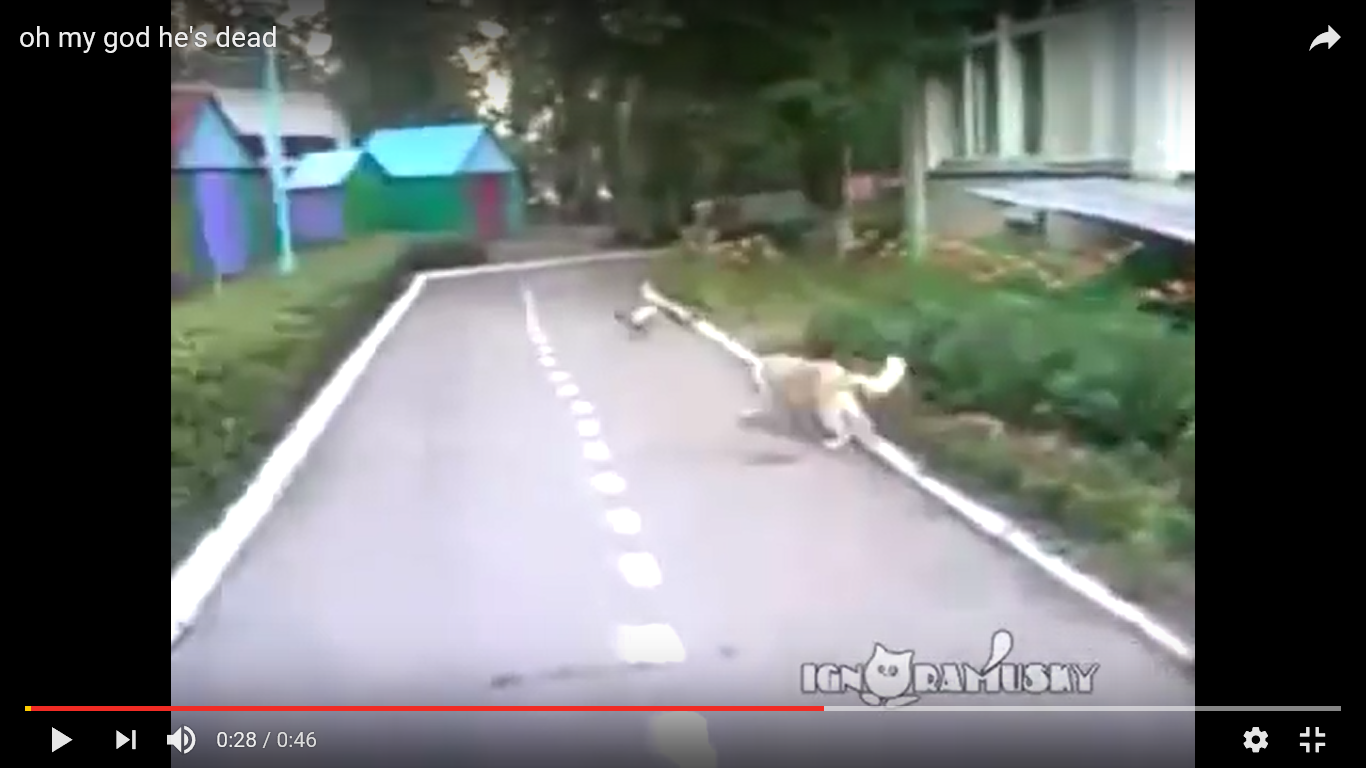 犬 驚き動画