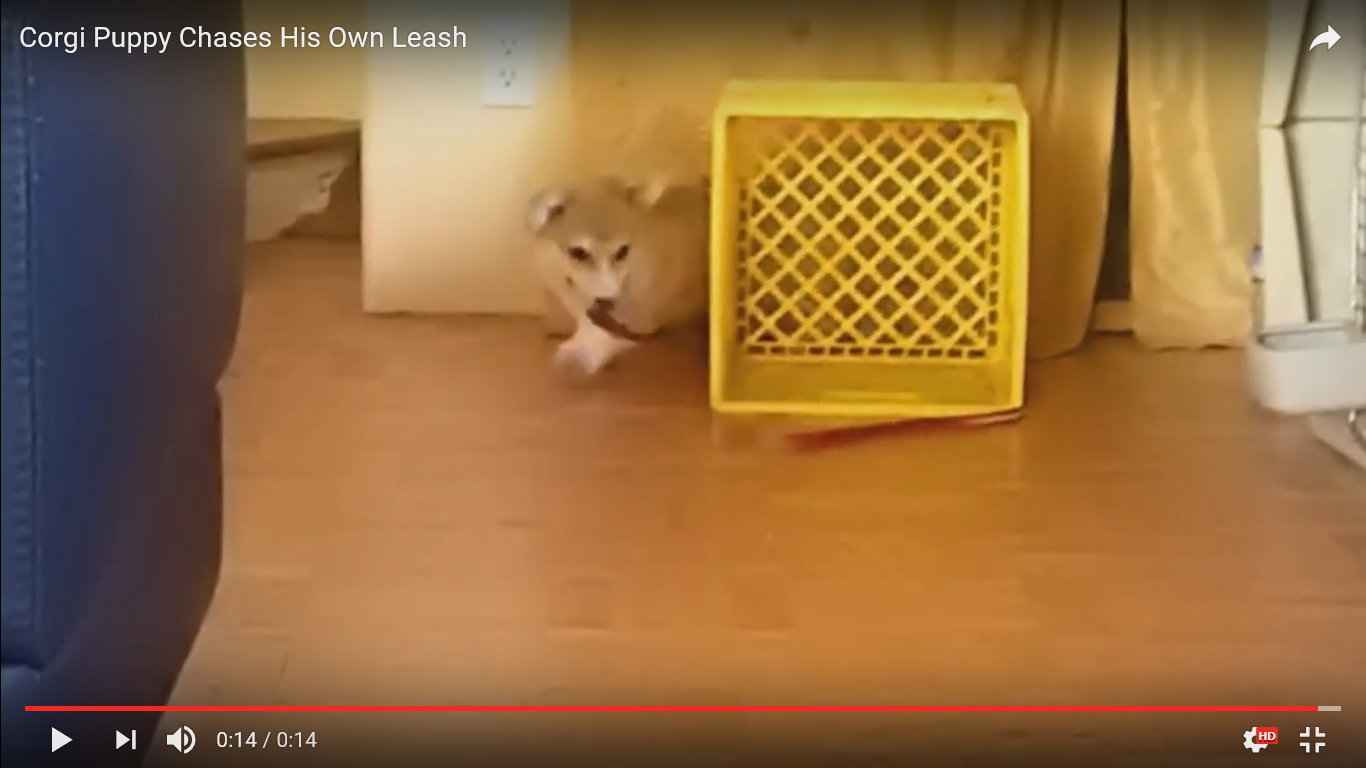 犬 癒し動画