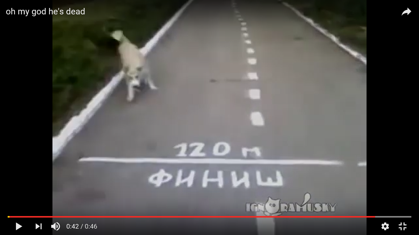 犬 驚き動画