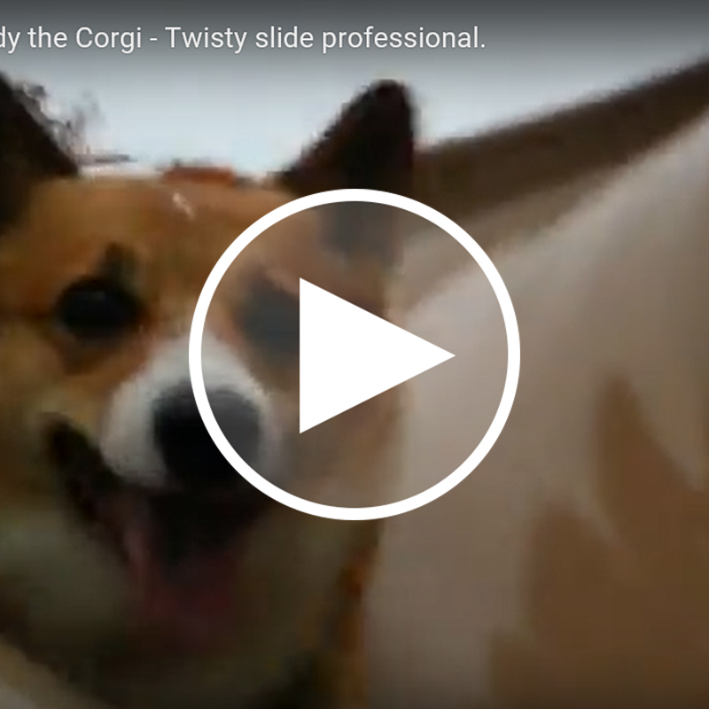 驚き動画 Let S Sliding 公園で遊ぶコーギーが真っ先に向かった所とは 犬の総合情報サイト ペットスマイルニュースforワンちゃん