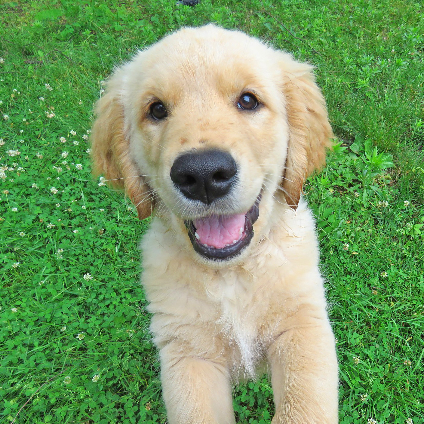 吠えないといわれる犬はどんな犬種