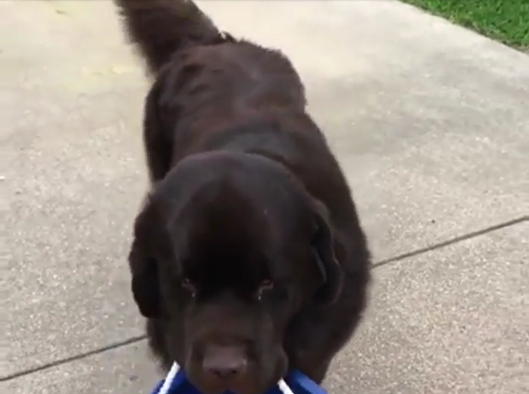 犬 癒し動画