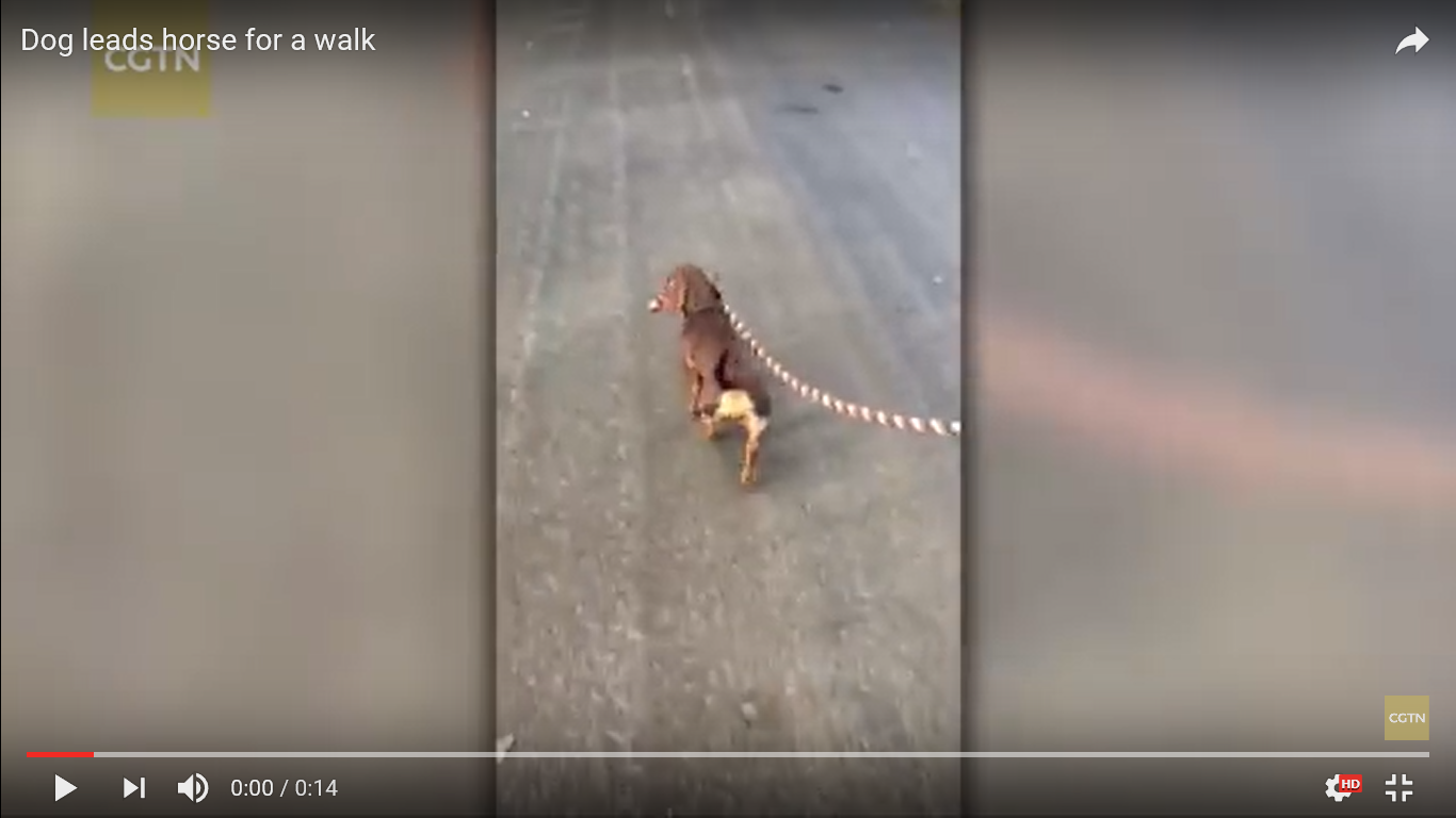 犬 驚き動画