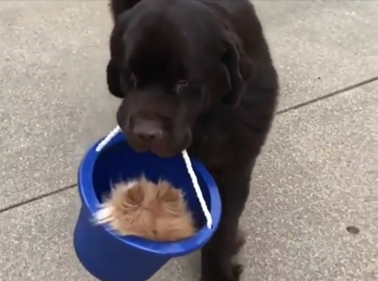 犬 癒し動画