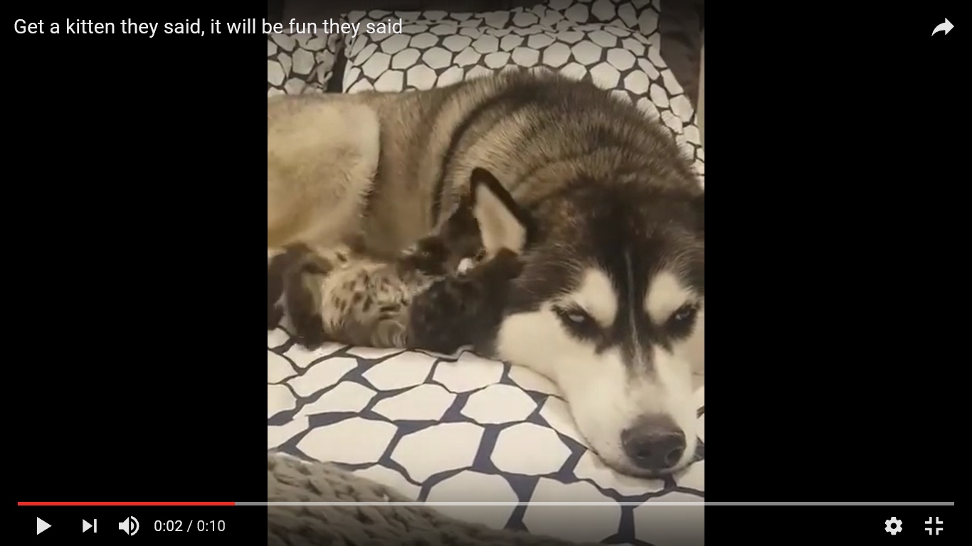 ハスキー 子猫 癒し動画