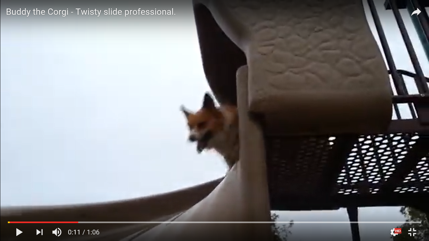 驚き動画 犬