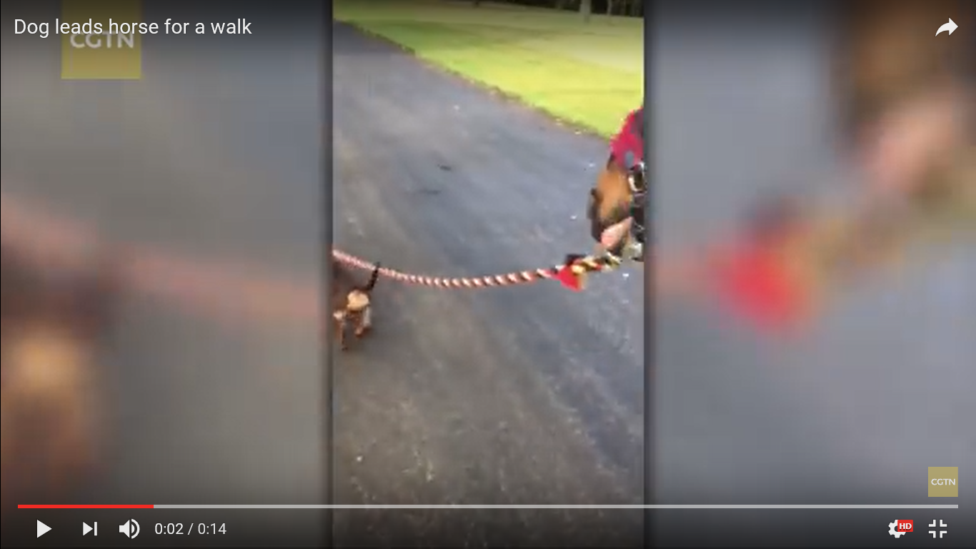 犬 驚き動画