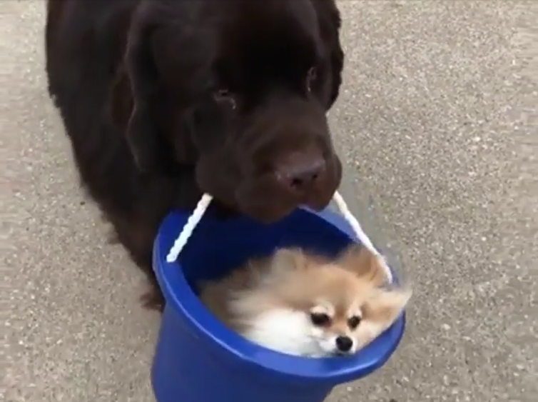 犬 癒し動画