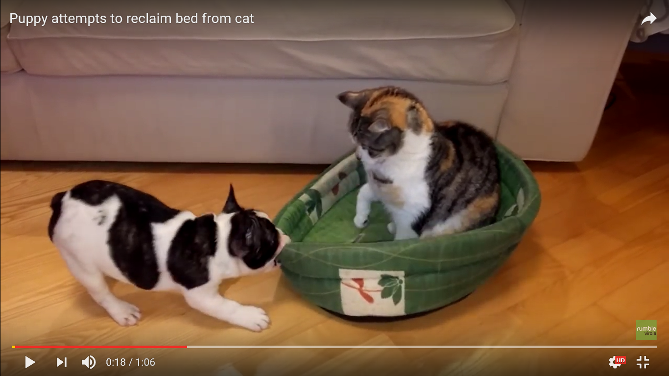 犬 面白動画