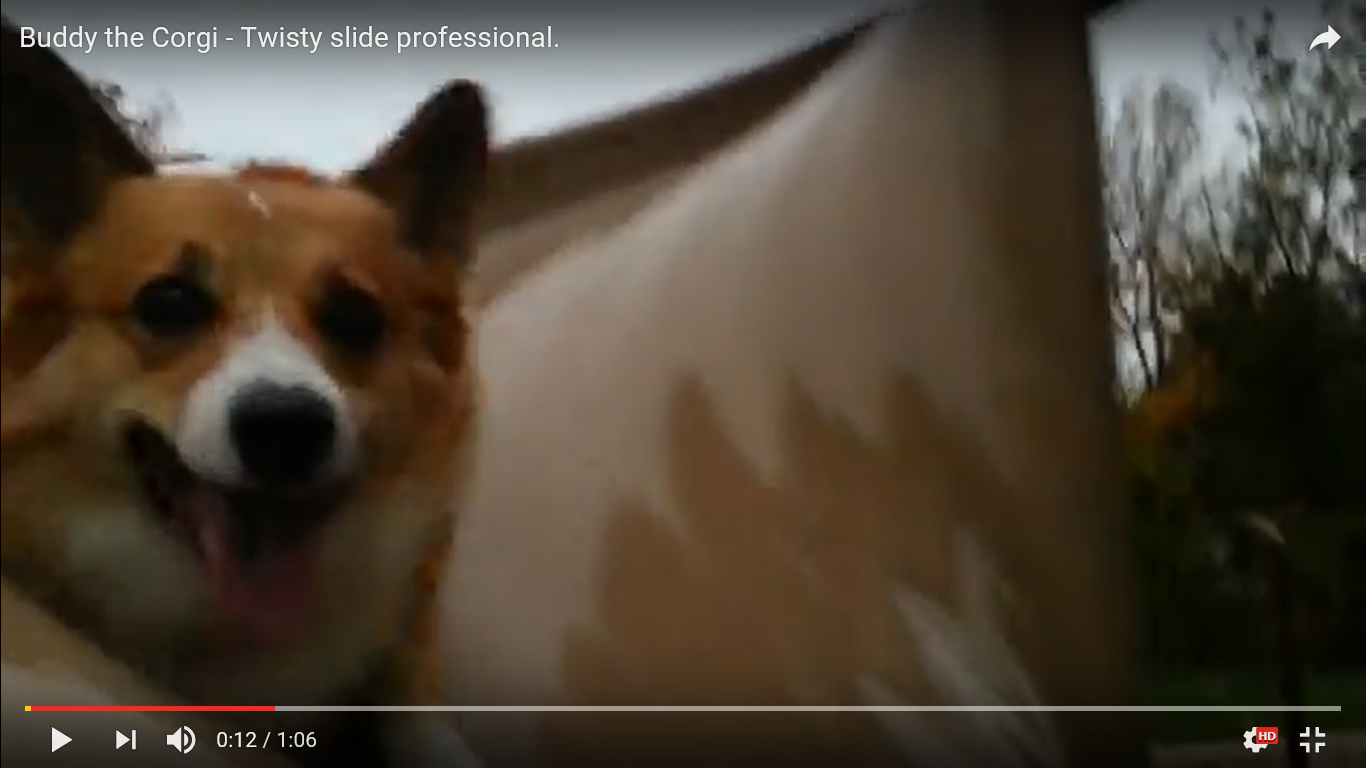 驚き動画 犬