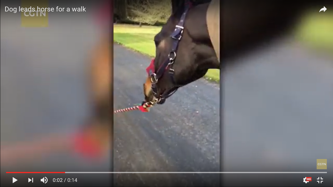 犬 驚き動画