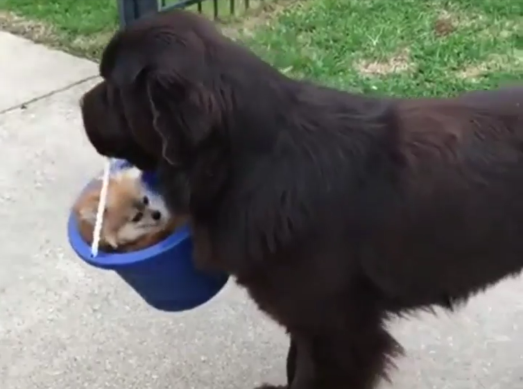 犬 癒し動画