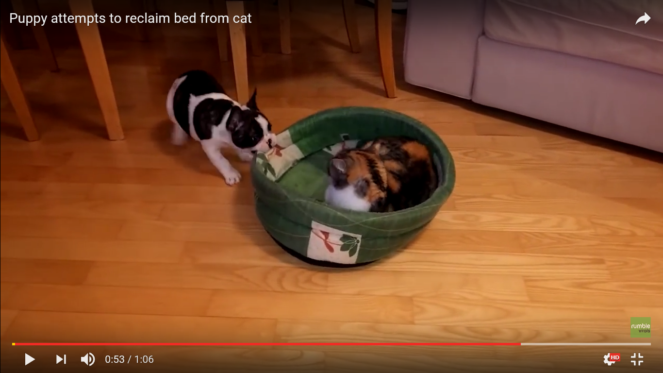 犬 面白動画