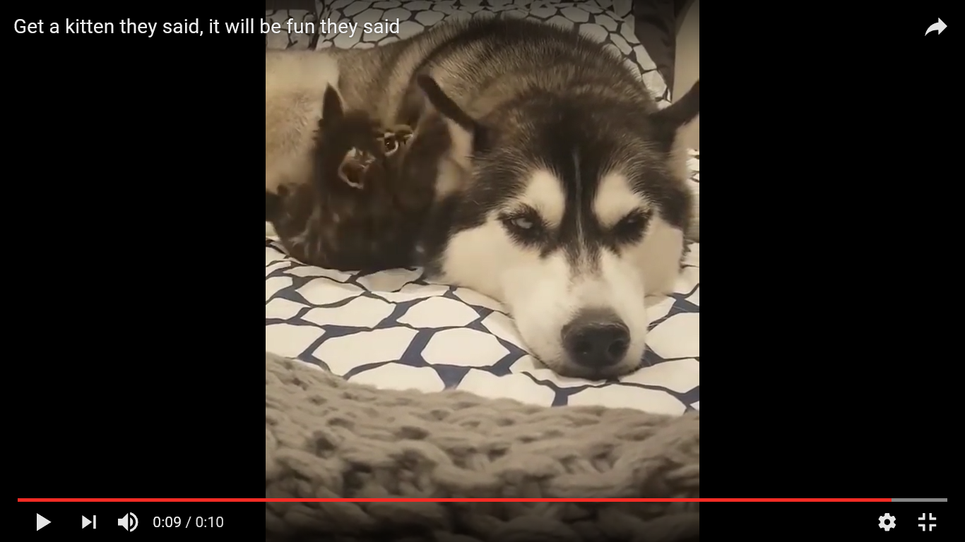 ハスキー 子猫 癒し動画