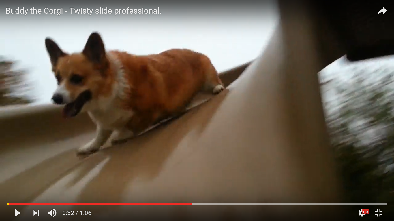 驚き動画 犬