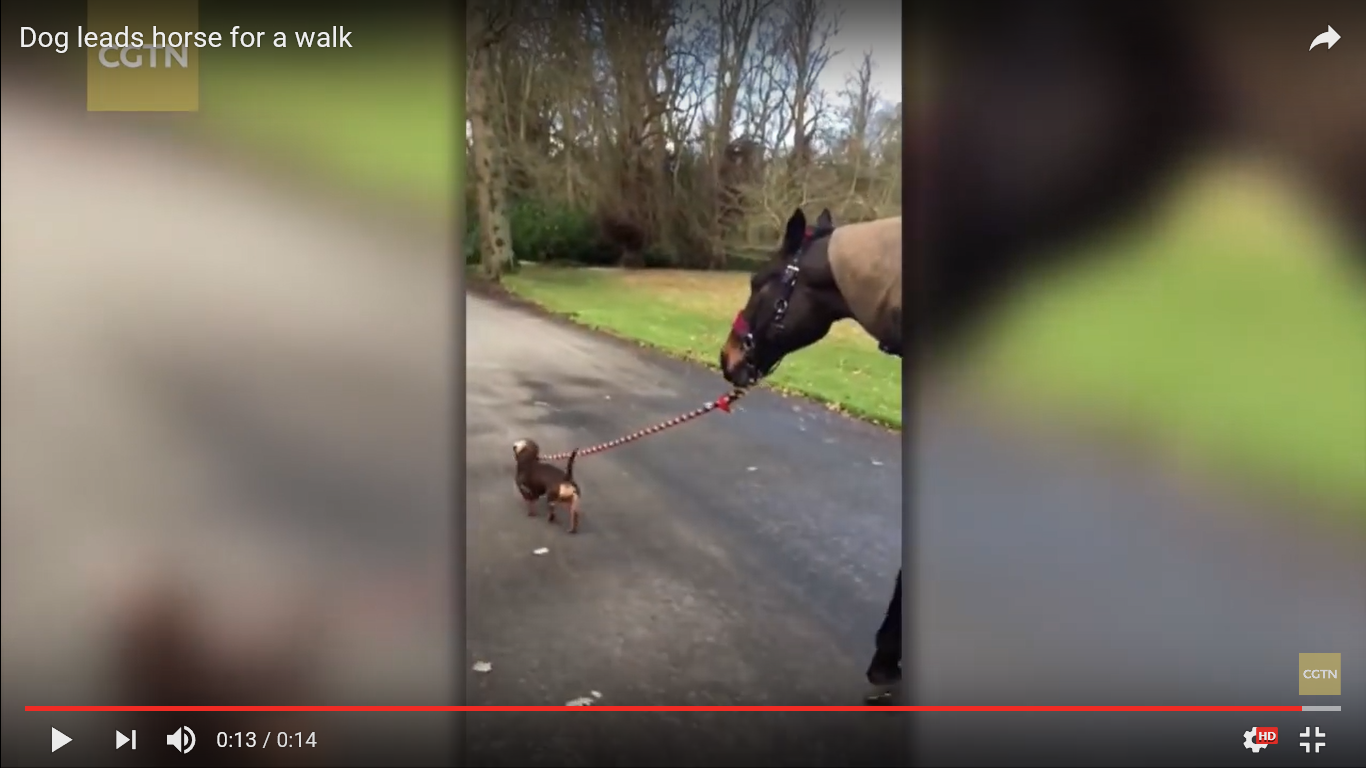 犬 驚き動画