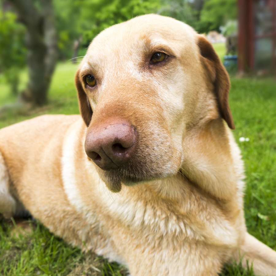【獣医師監修】股関節形成不全とは？原因や症状・予防法は？大型犬に多いって本当？