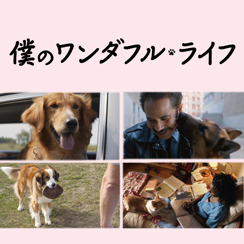 【映画「僕のワンダフルライフ」】キャストもメロメロ！名演技を披露した最高の相棒“犬たち”を紹介する特別映像公開！！