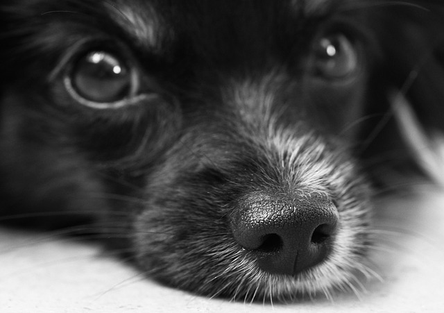 獣医師監修 愛犬の目がにごるのは病気のサイン どんな目の病気があるの
