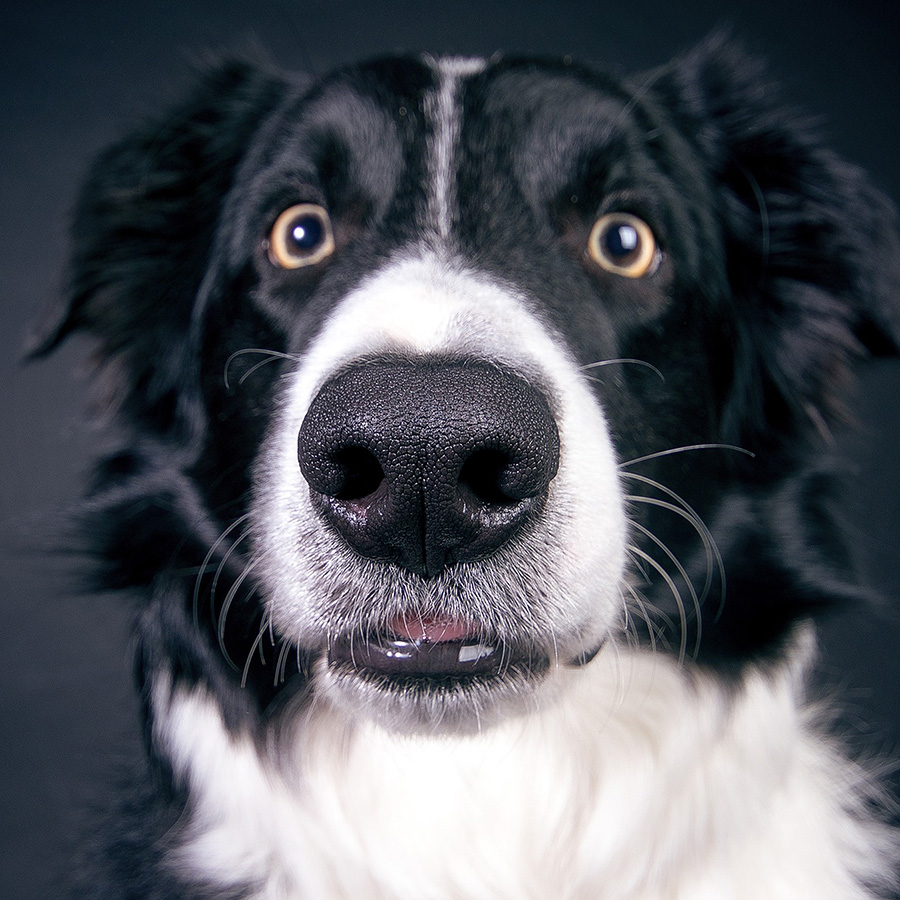 【獣医師監修】愛犬の目がにごるのは病気のサイン！？どんな目の病気があるの？