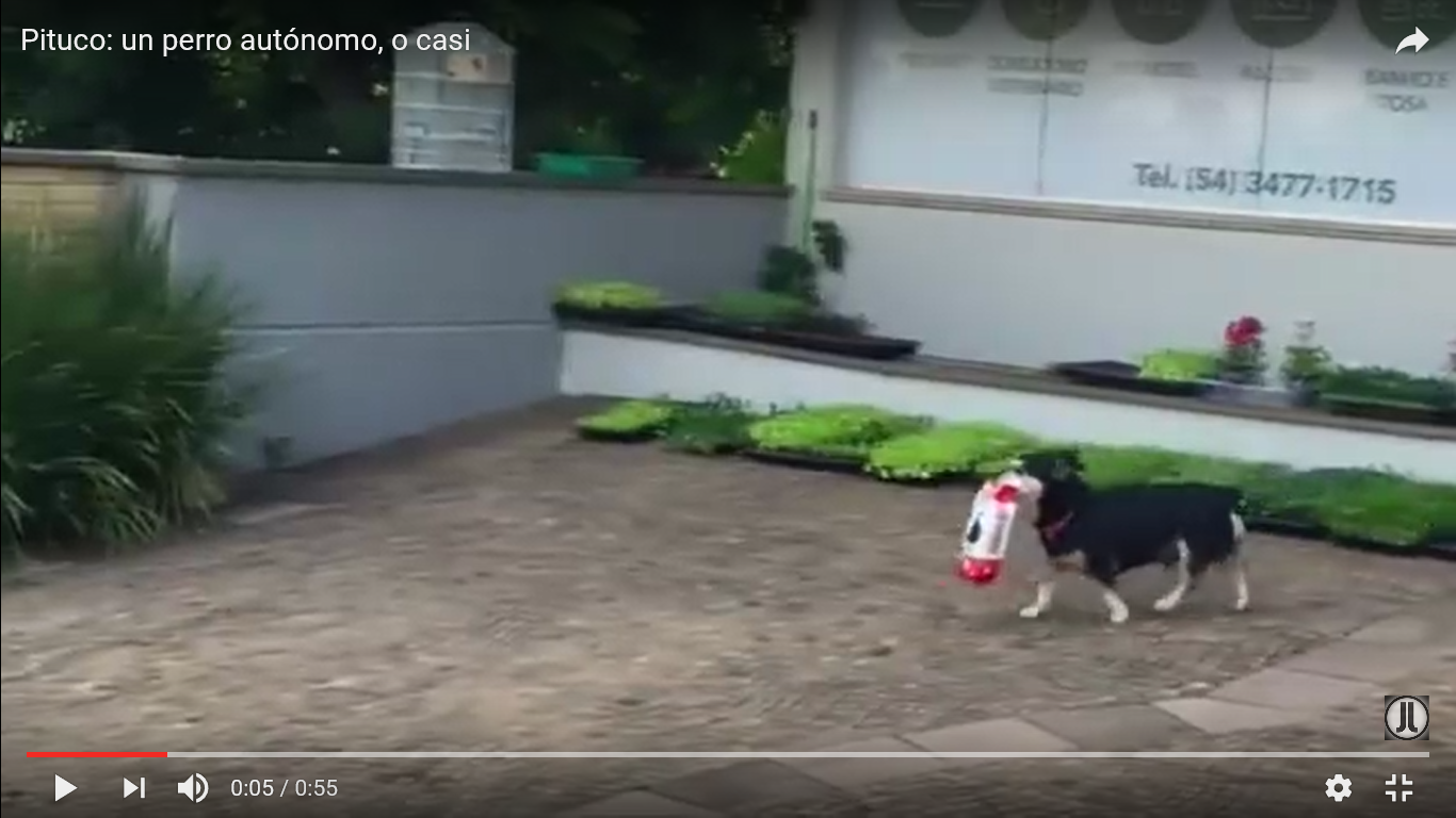 犬 驚き動画
