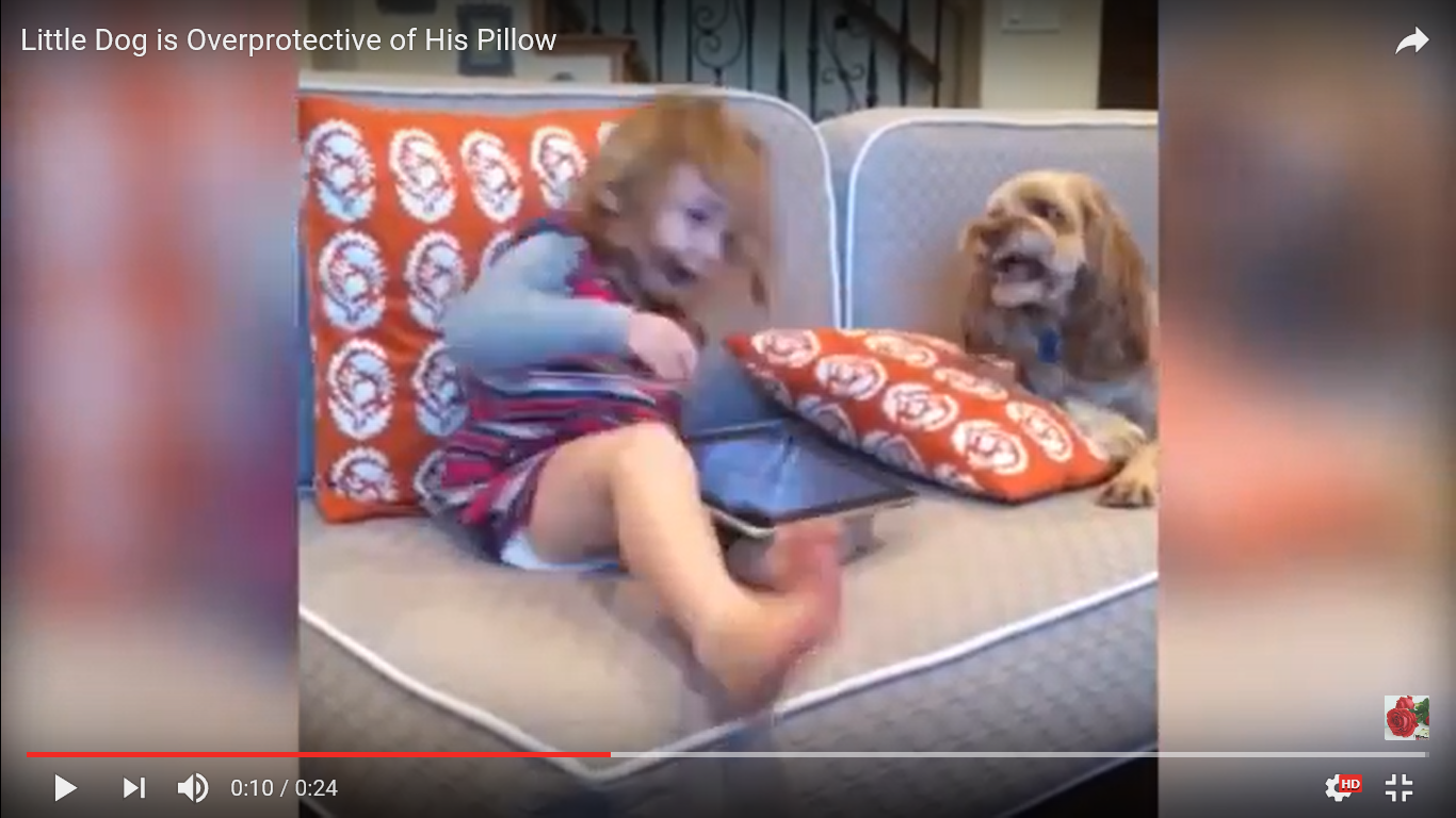犬 驚き動画