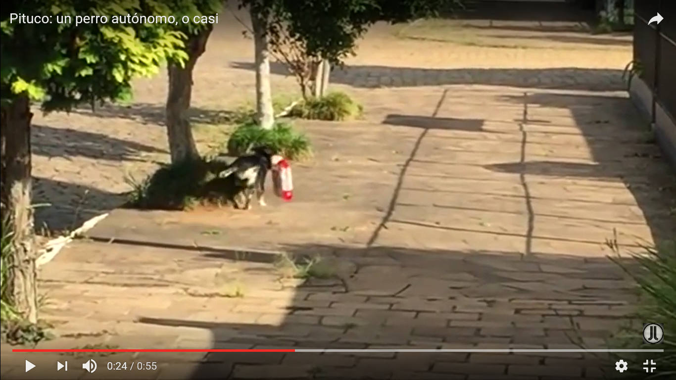 犬 驚き動画