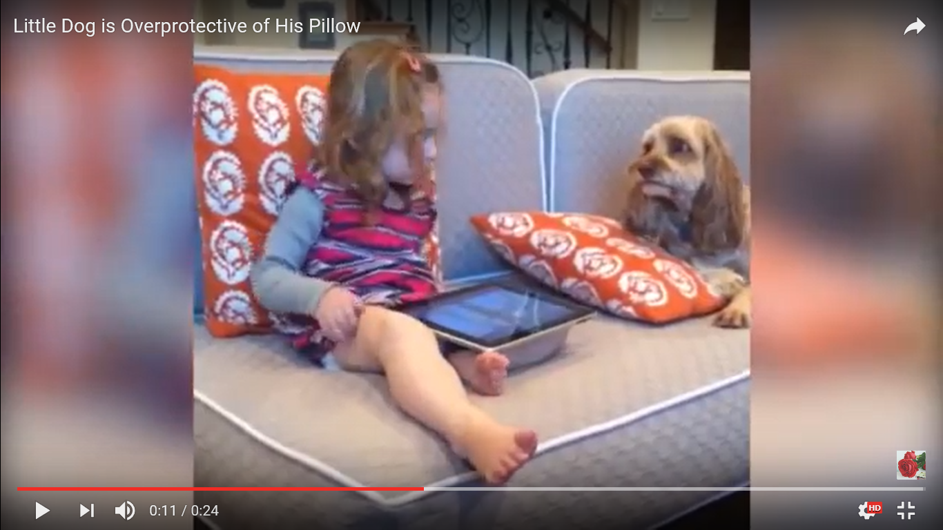犬 驚き動画
