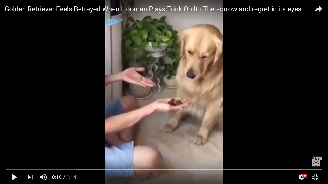 犬 面白動画