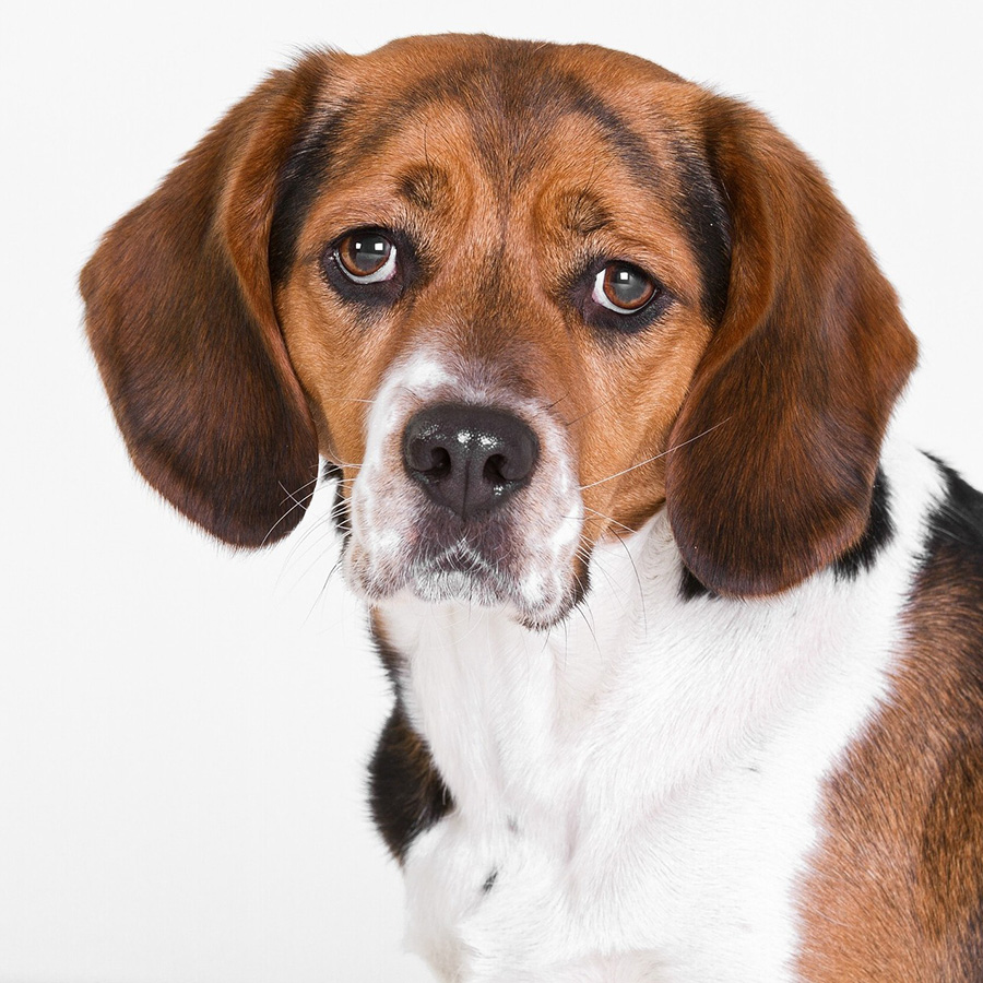 【獣医師監修】犬の外耳炎とは？かかりやすい犬種は？症状・原因を知って予防しよう