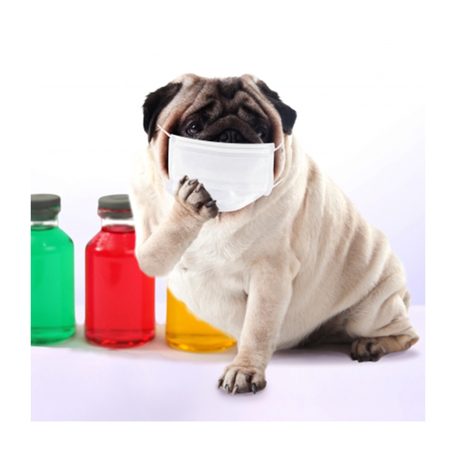【獣医師監修】犬の咳、もしかして肺炎？犬の肺炎の症状、原因、治療法、予防法について