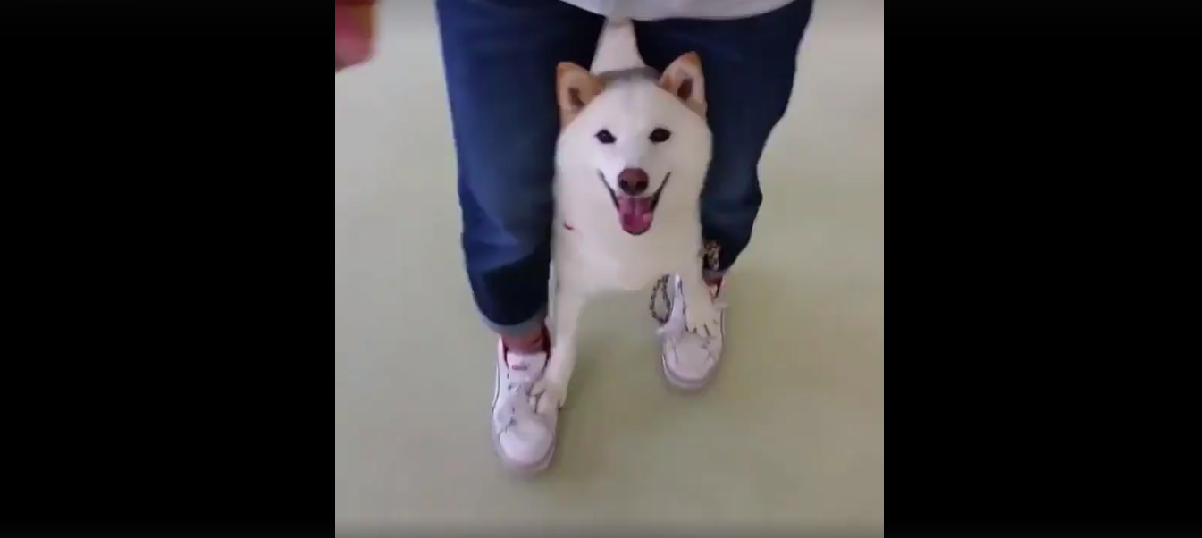 犬 癒し動画