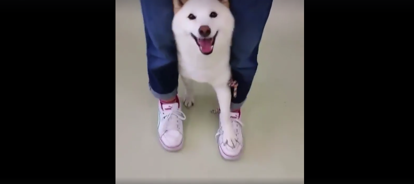 犬 癒し動画