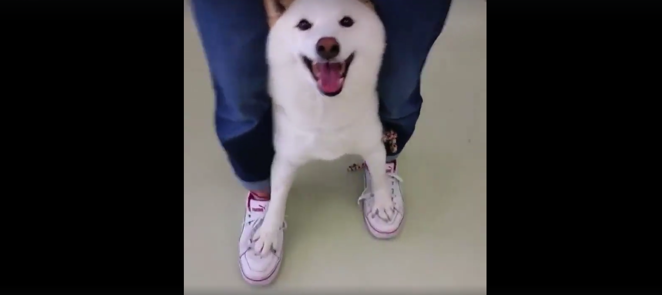 犬 癒し動画