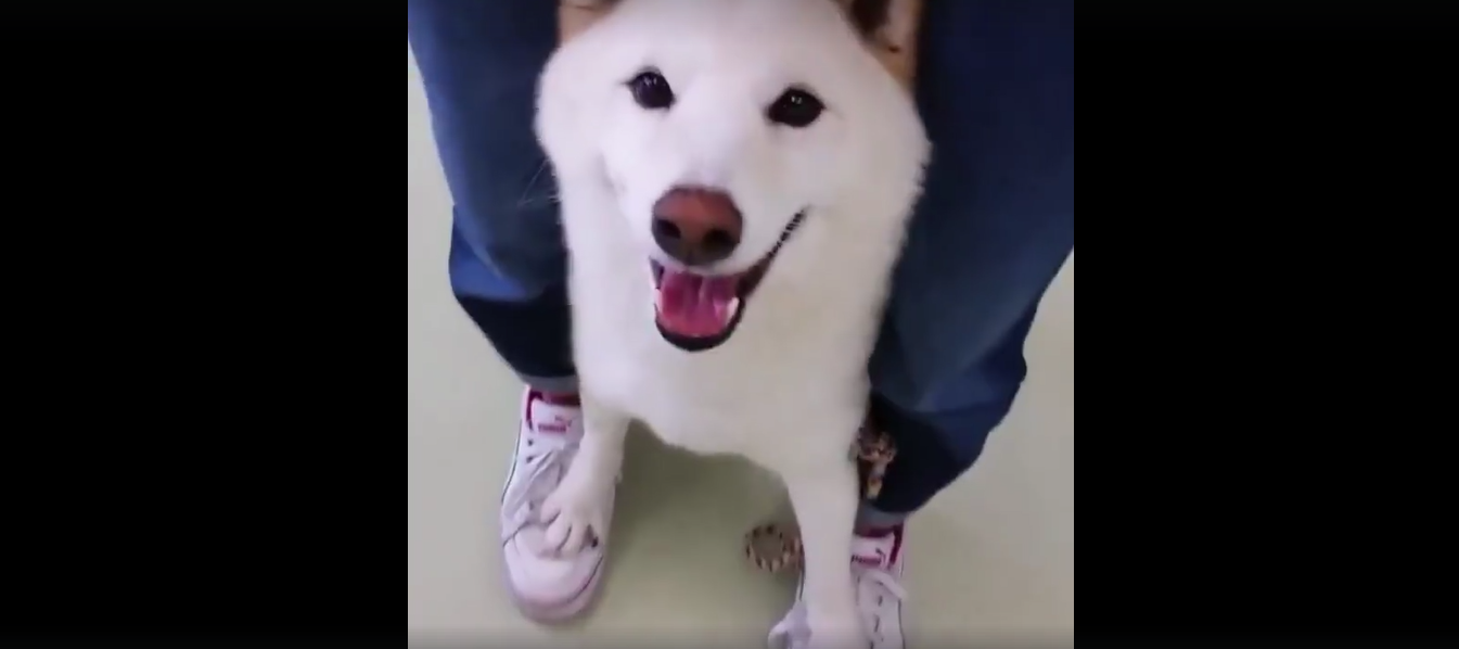犬 癒し動画