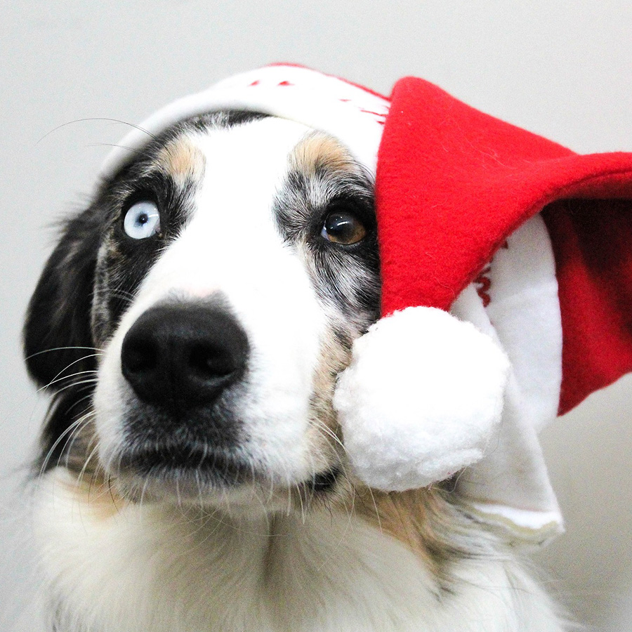 愛犬とクリスマスを満喫しよう！おすすめプレゼントとコスプレをご紹介