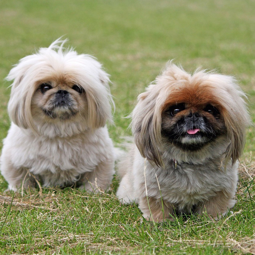 知名度が低いけど 実は日本犬 狆 ってどんな犬