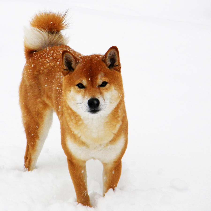 日本犬ってどんな犬？日本犬の代表犬種6種をご紹介！