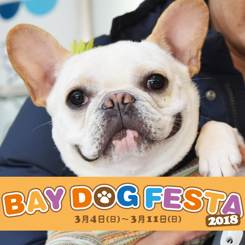 可愛すぎる鼻ぺちゃのパレードに密着！「BAY DOG FESTA 2018」に参加して来ました！！