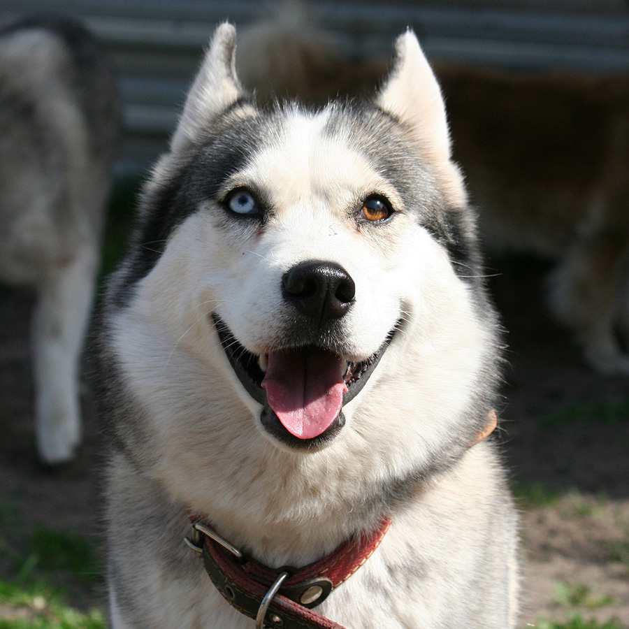 犬のオッドアイは幸運の象徴 オッドアイになる理由やハスキーの目の色について