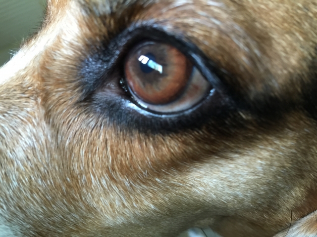 獣医師監修 犬の目が白く濁る 白内障 症状 原因は 予防はできる