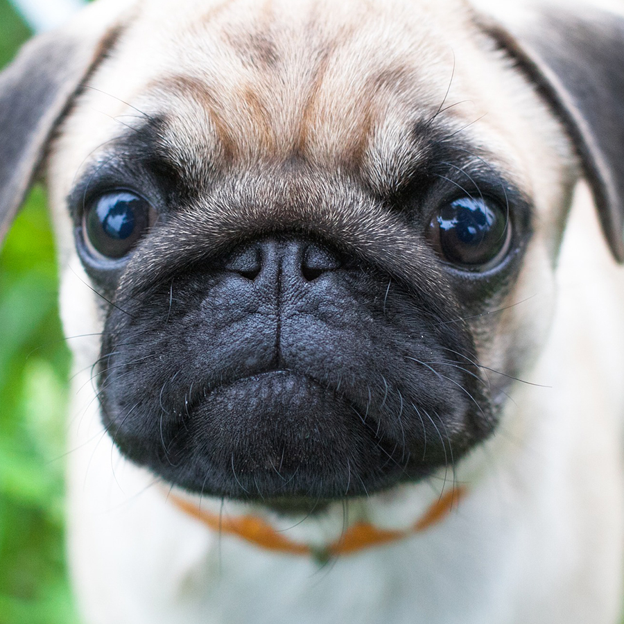 吠えないといわれる犬はどんな犬種